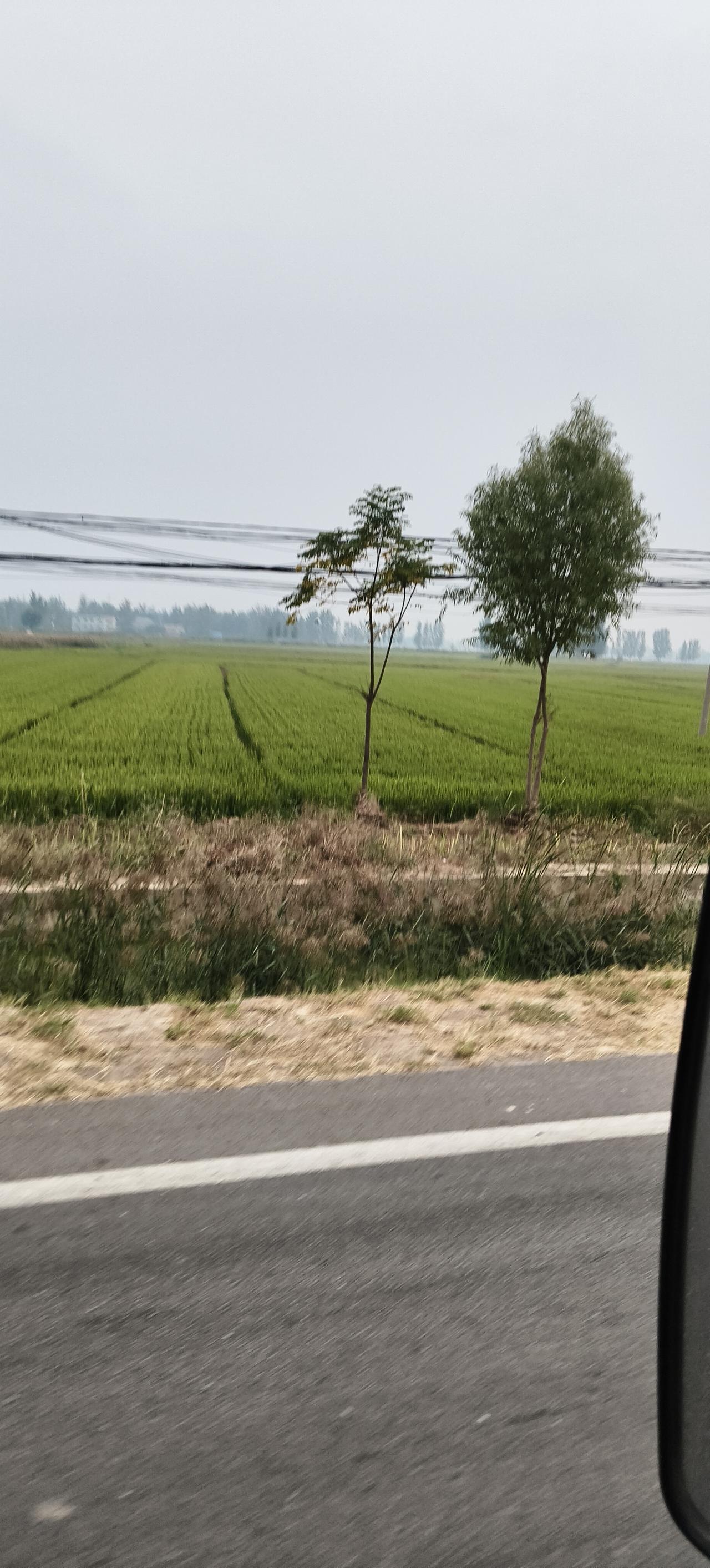 晒图笔记大赛北方城市南边种水稻的地方你知道是哪里吗？
