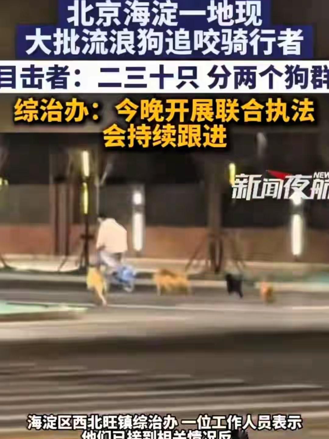 所以该处理就要果断处理，别装什么领养、救助之类的假圣母。爱狗人士的如意算盘精得很