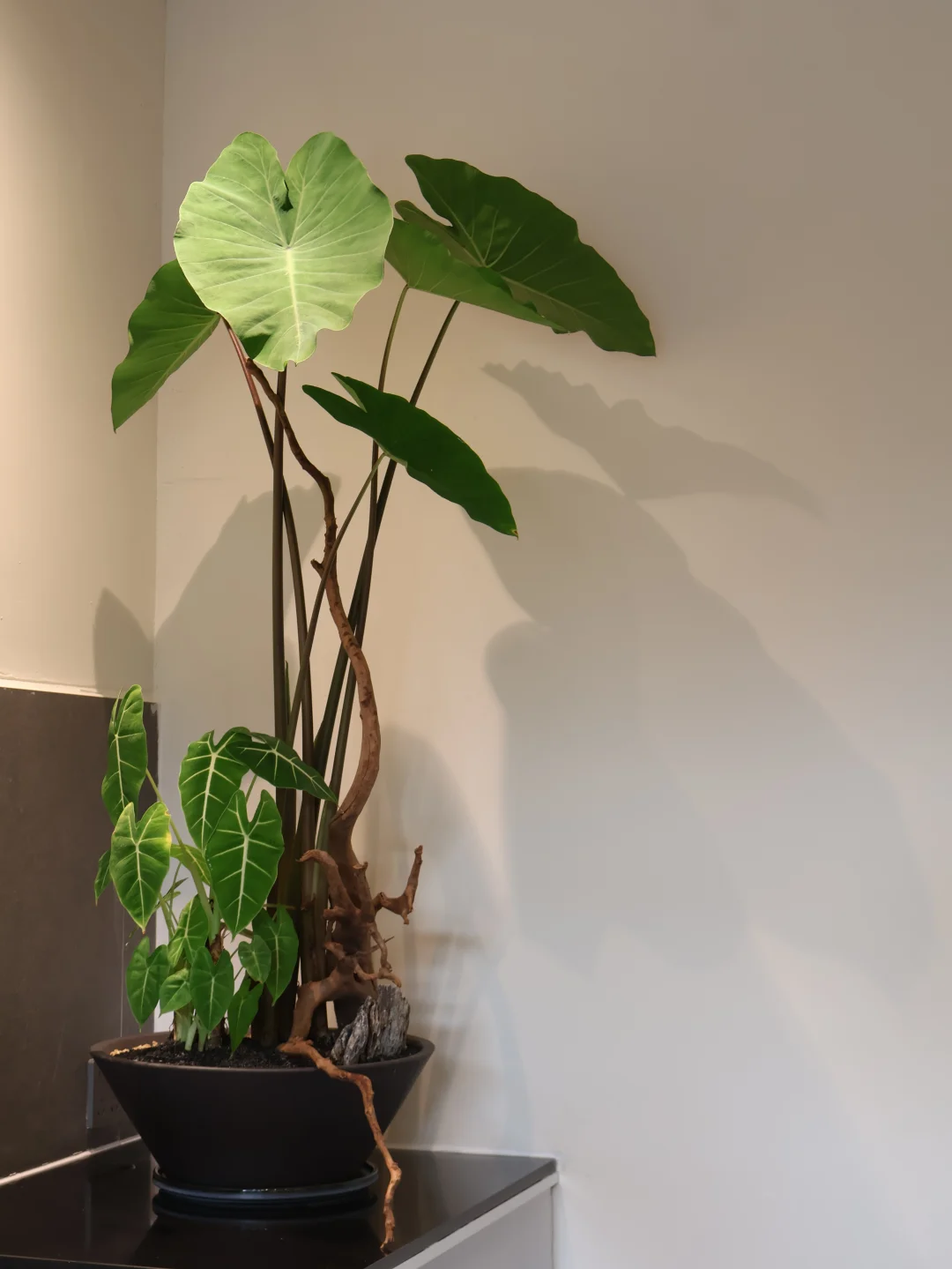 我的野芋头长得如此的亭亭玉立