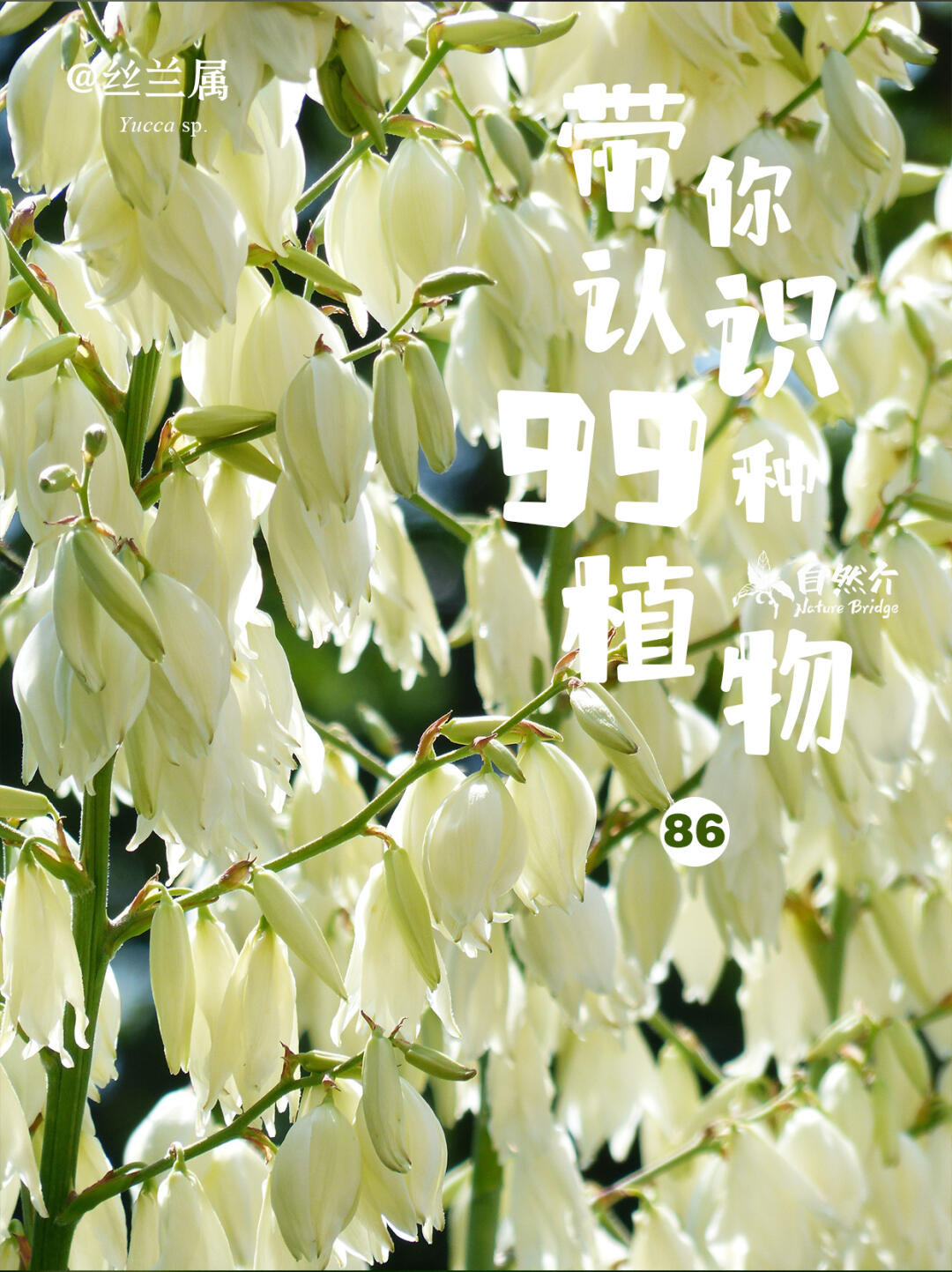 带你认识99种植物