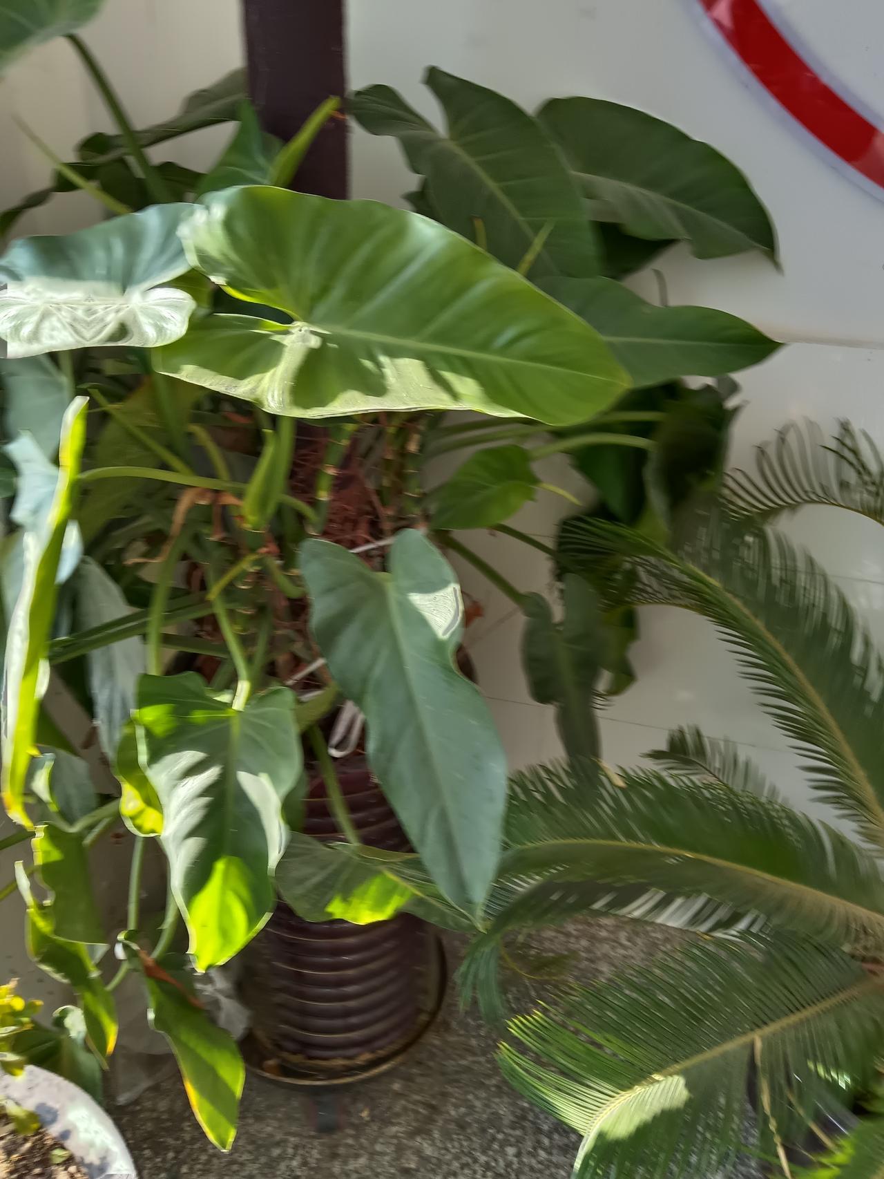 不爱自己的女人会不幸福吗？看看那些婚姻里的例子就知道。阿江被父母逼婚，和不爱的相