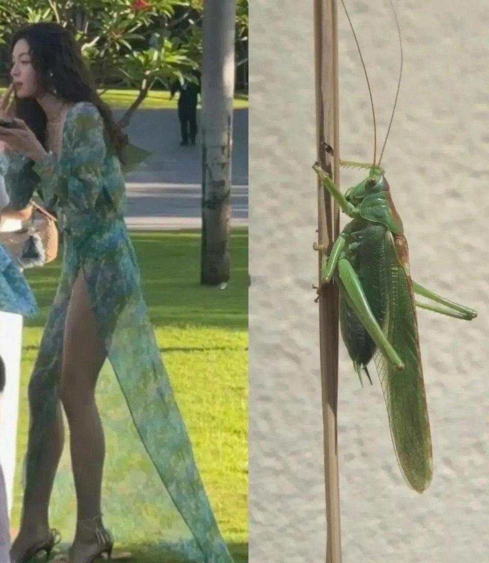 这条裙子的设计灵感 