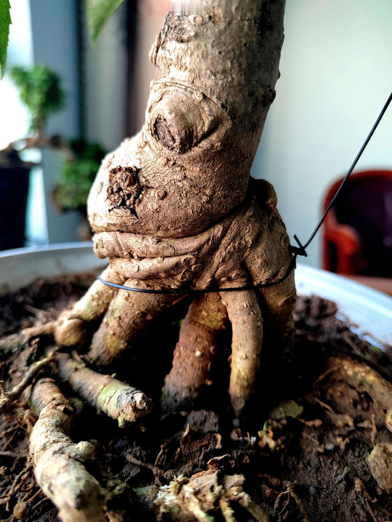 创作者中心 创作灵感 盆景艺术