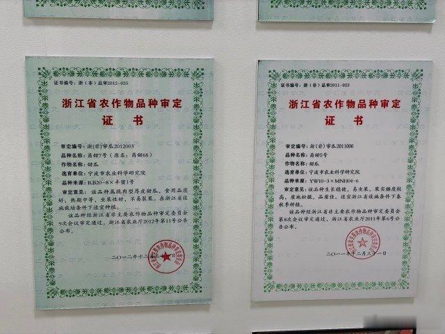 宁波育种专家培育甜瓜铺就甜蜜致富路 市农科院高级农艺师臧全宇深耕甜瓜育种20余年