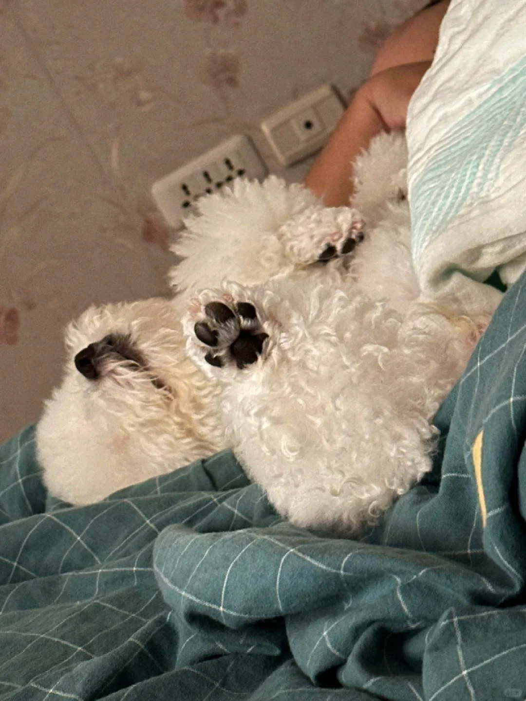 谁不爱小狗的jio呢 每天吸800回