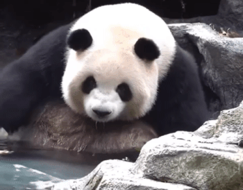聊天必备表情包第693弹黑白小丸子 ​​​（拿图吱声） ​​​