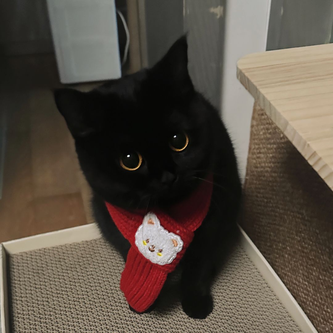 宝宝可以来你家吃年夜饭吗