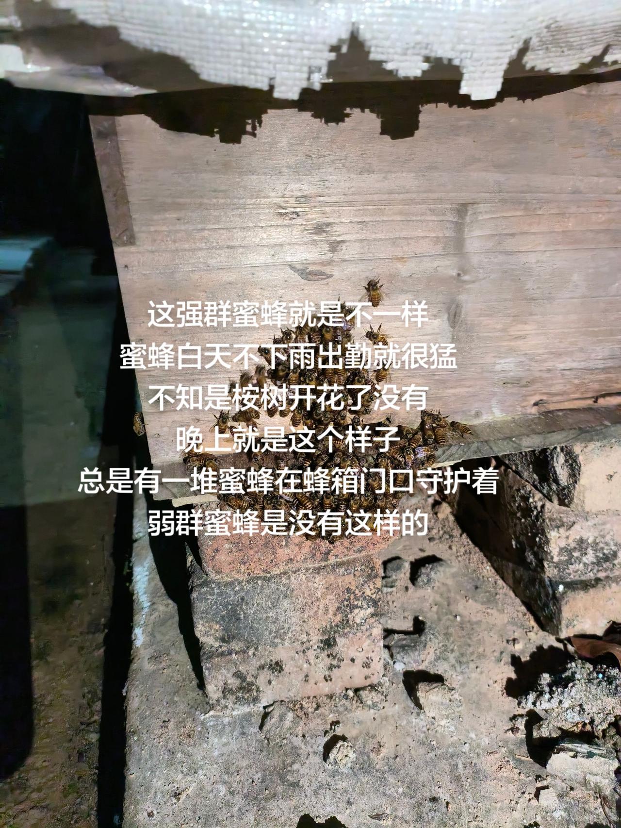 这强群蜜蜂就是不一样
蜜蜂白天不下雨出勤就很猛
不知是桉树开花了没有
晚上就是这