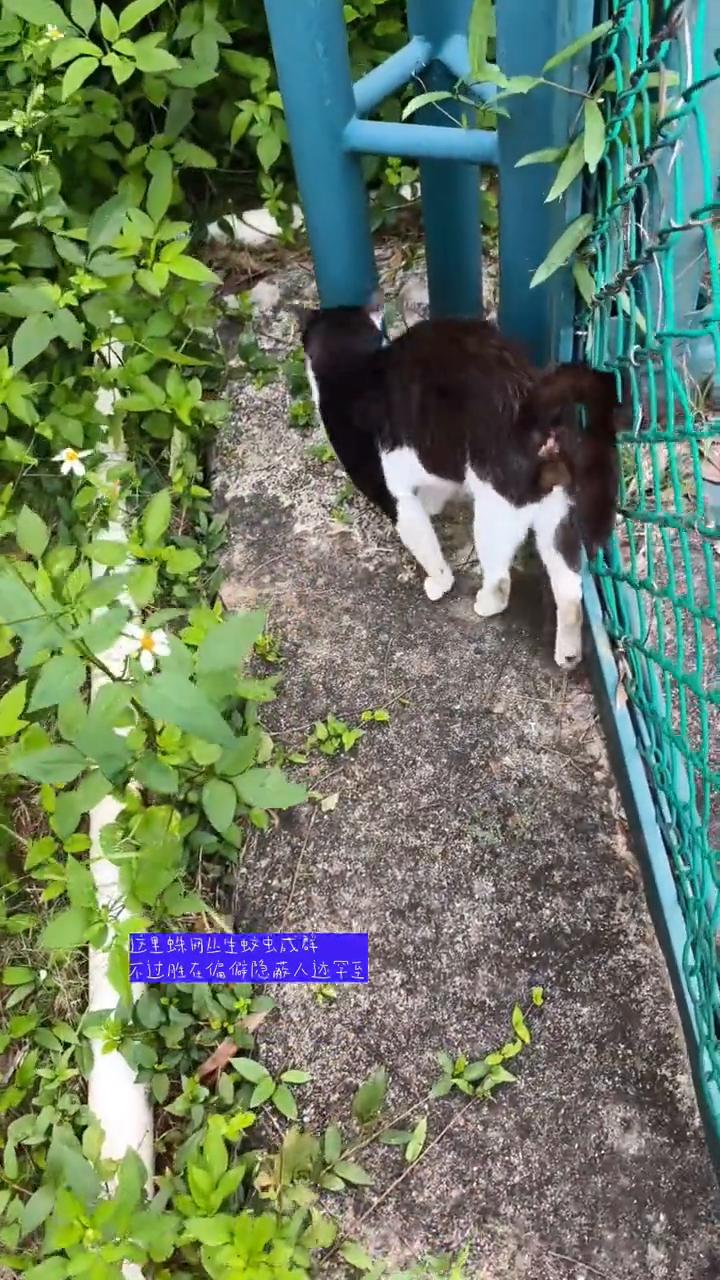 投喂流浪猫为什么要隐蔽？
要流浪猫我都是走到草坪深处，这里蛛网丛生，蚊虫成群，不