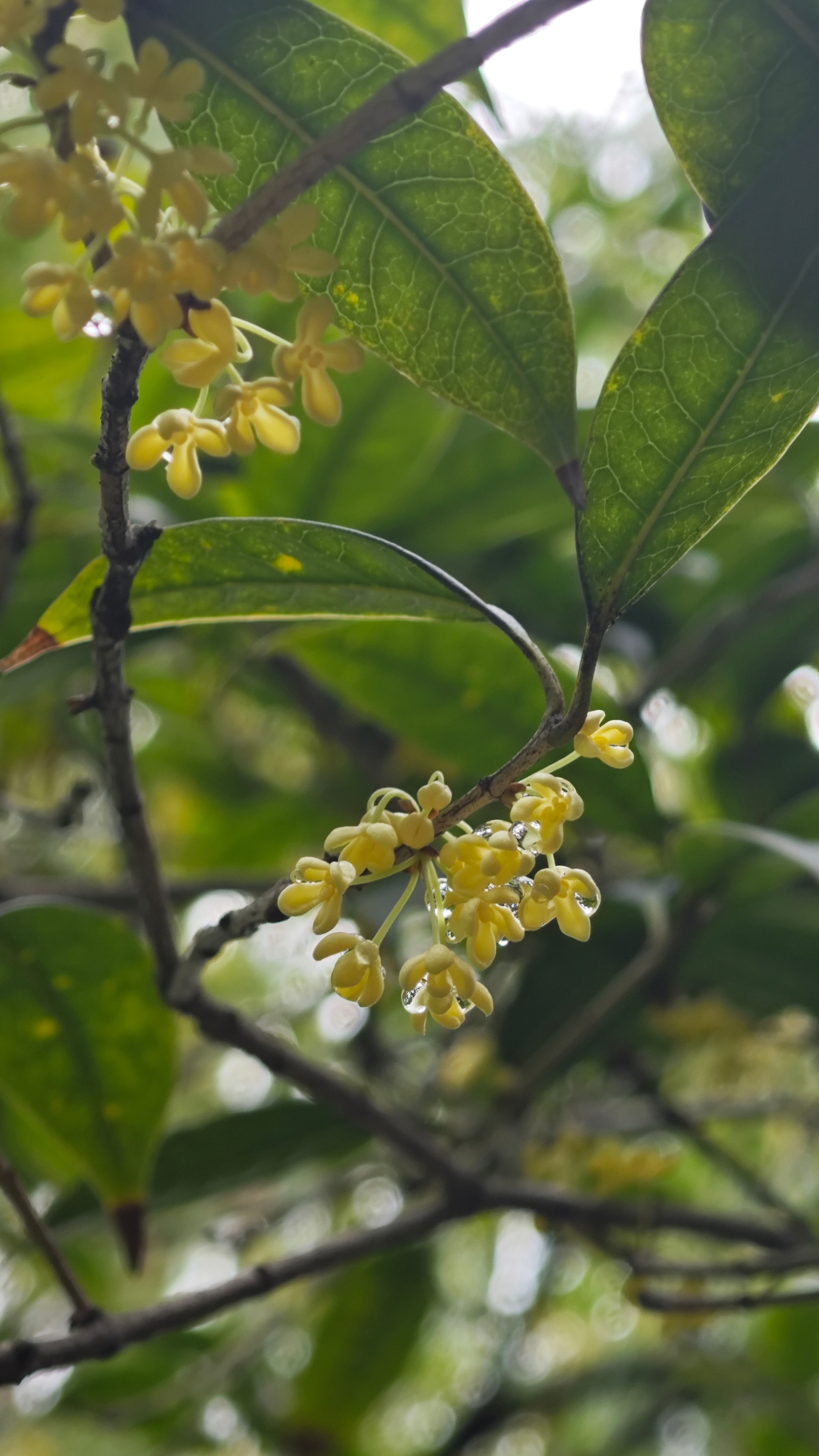 晚安[超话] 🍋‍🟩晚安 生活是一种博取，努力才能确定自己的位置，生活也是一