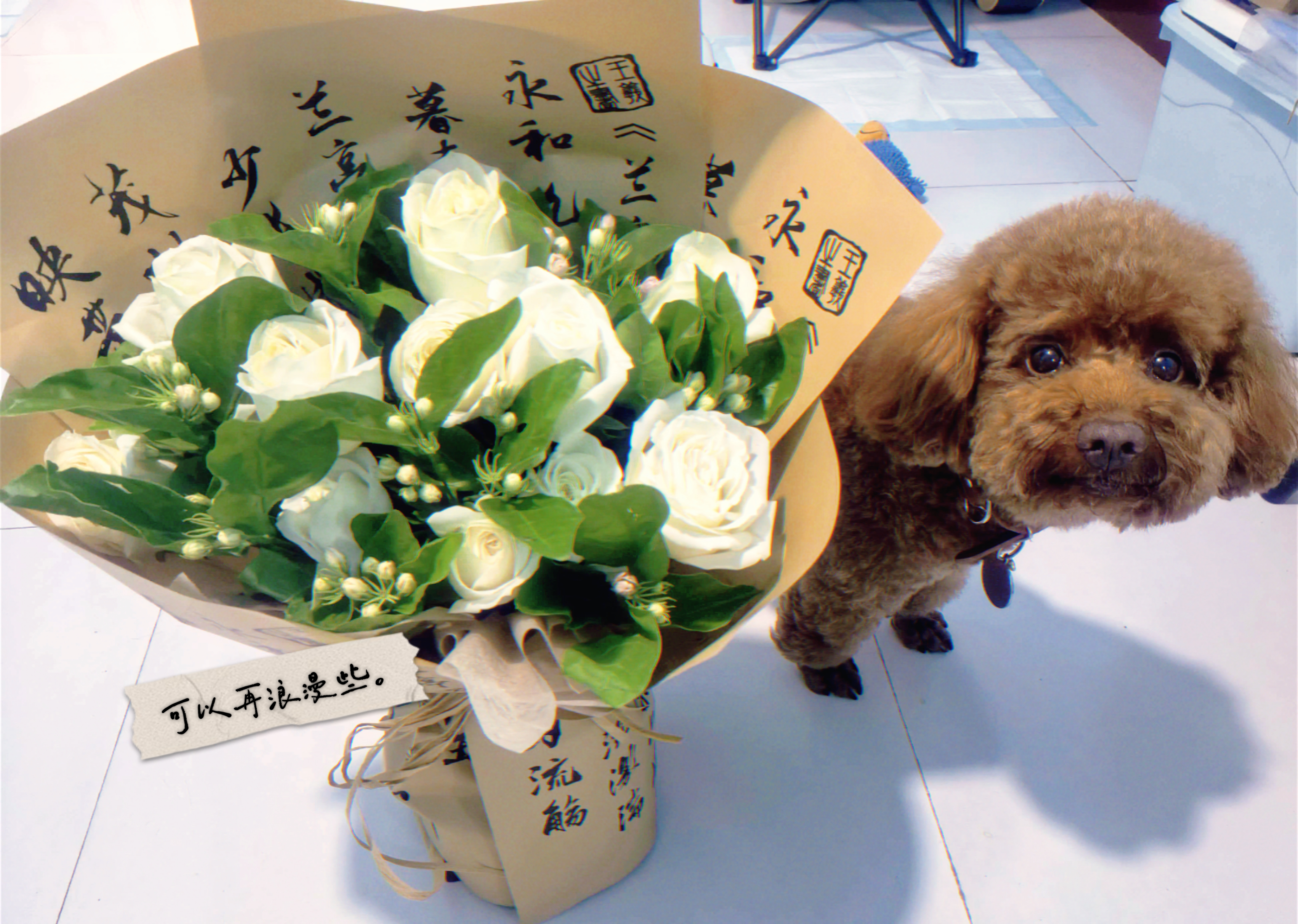 鲜花小狗🐕但是我想我6了昨天朋友在家门口看见她奶奶带她出门溜溜晚上和妈妈视频看