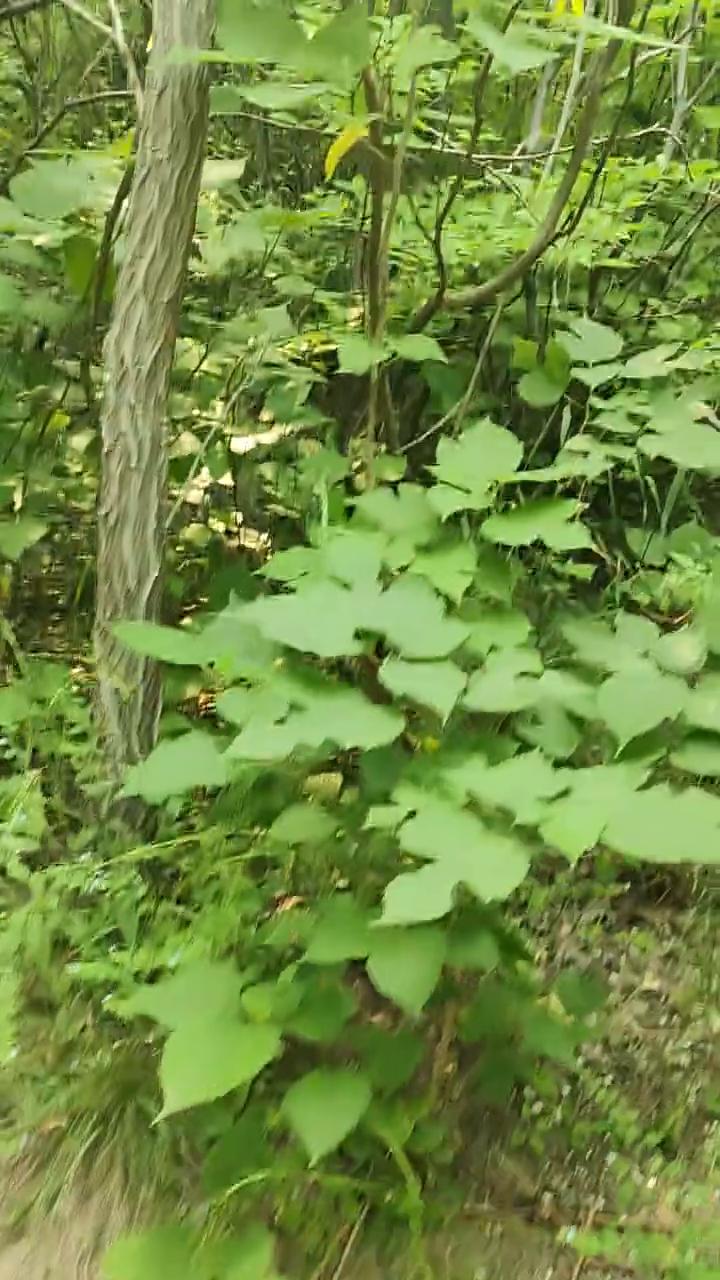 顺。