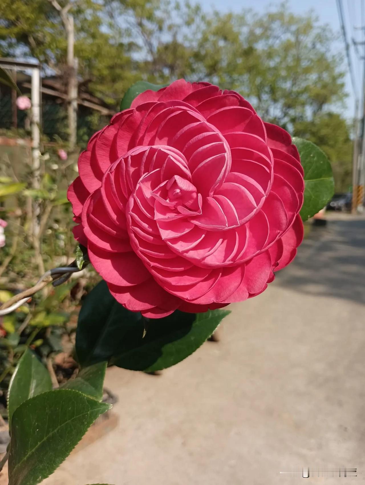 春日生活打卡季赤色風暴~茶花園培育的品種~