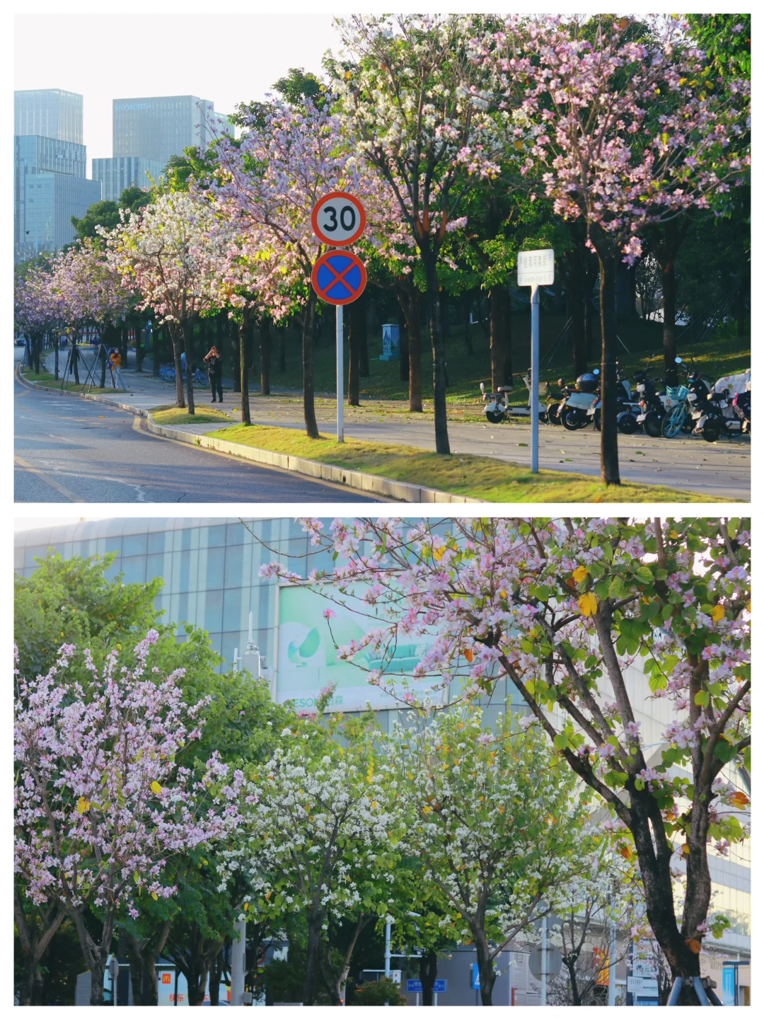 前海这条宫粉紫荆花道，一路生花好浪漫💕