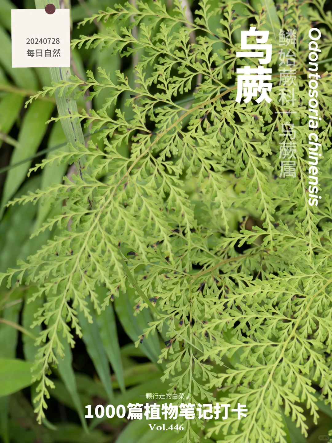 蕨处逢生 | 想拥有一个长满蕨的评论区