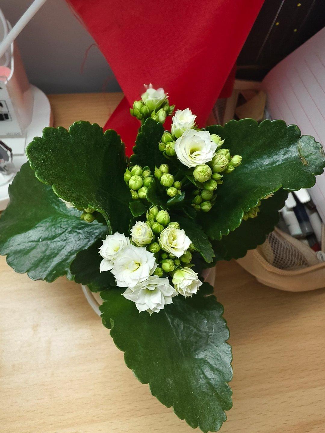 我的花今天长这样 