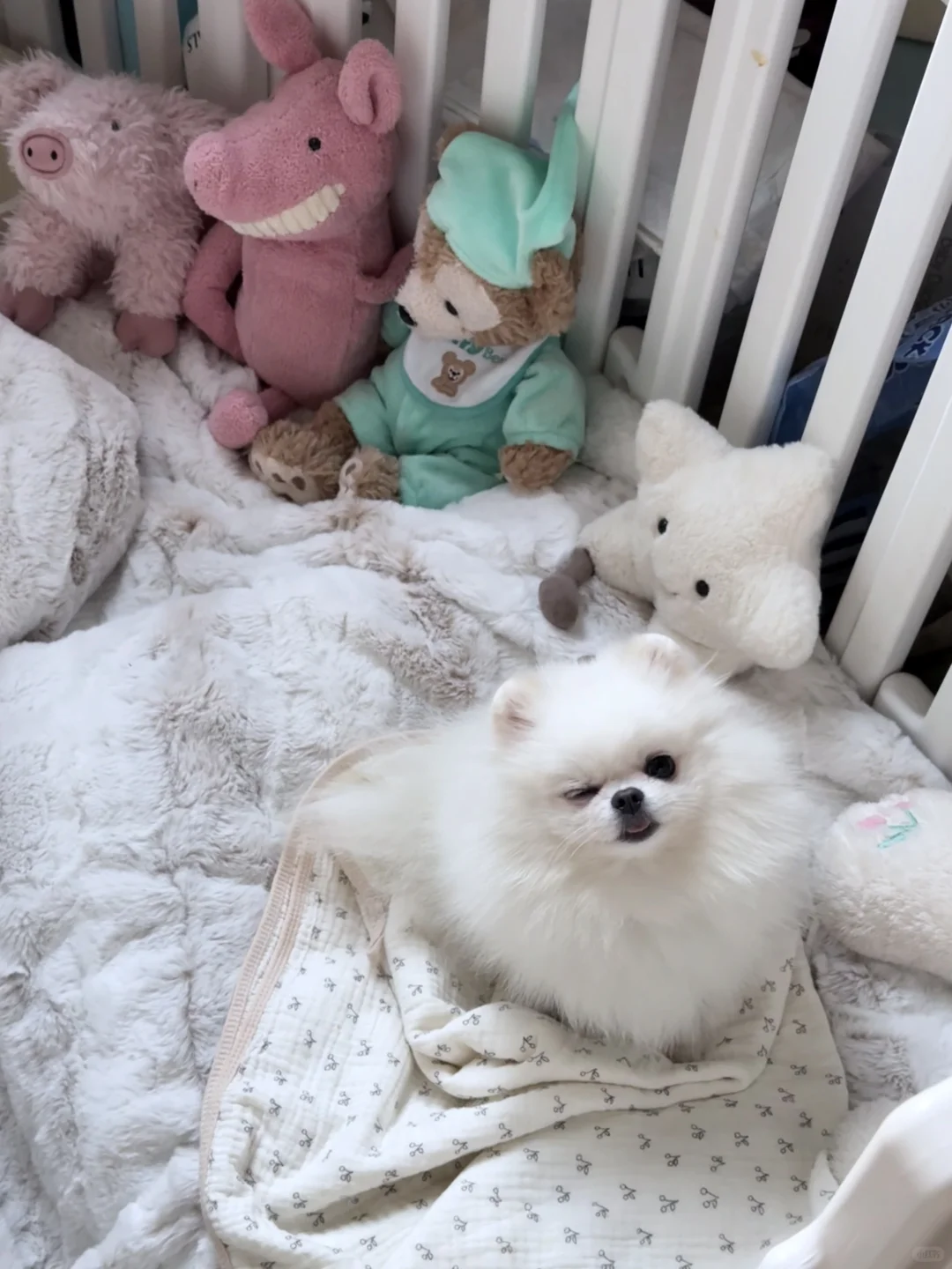 芳心纵火犯