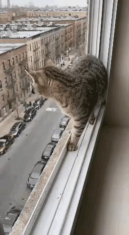 这猫真的假的？这么高它敢跳？