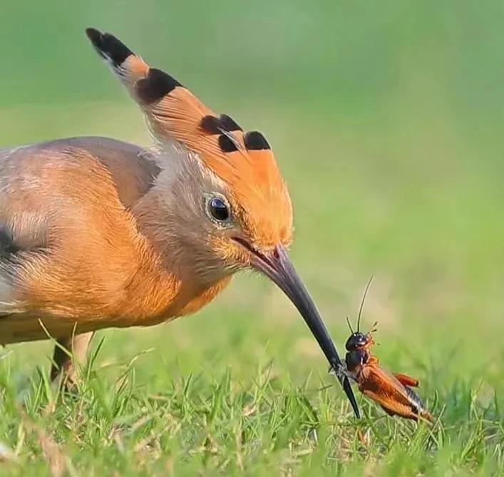 这就是天敌，反抗是没用的！[偷笑]