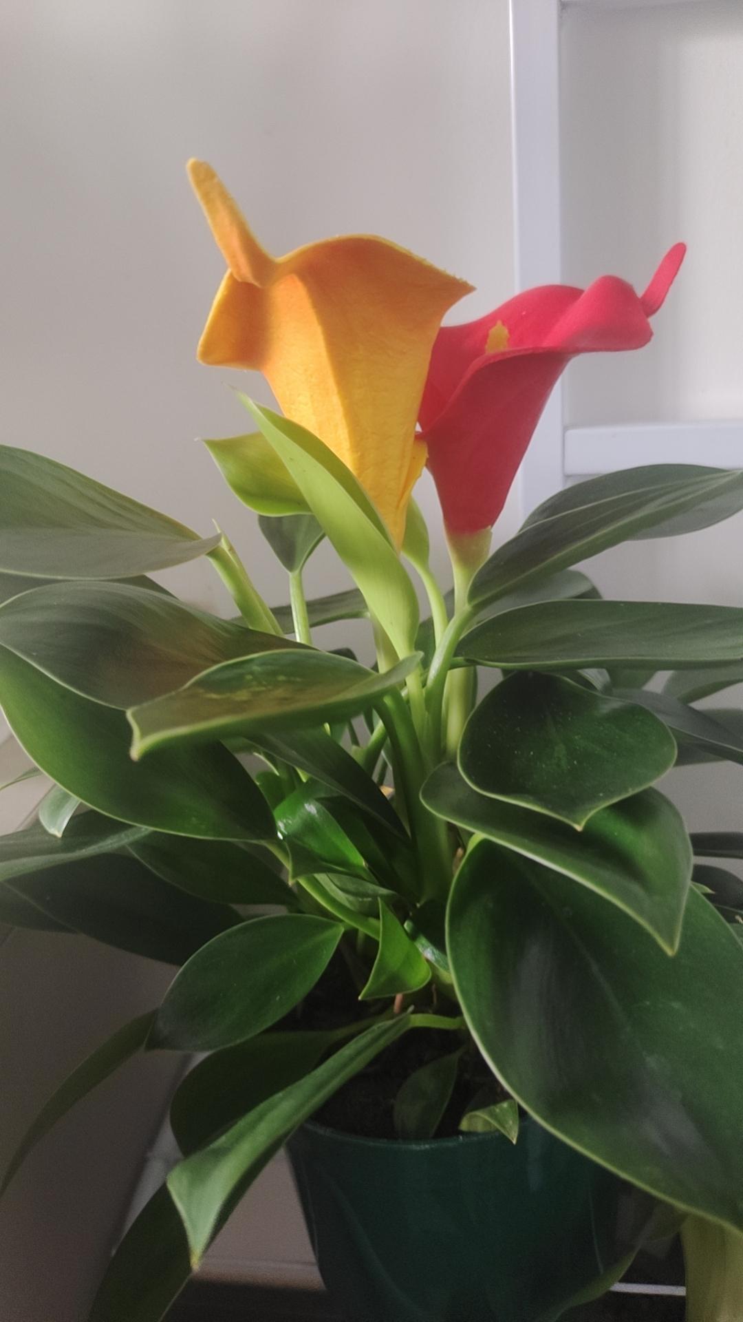 18岁认识的初恋，他从部队才回来，彼此都是第一个，因为距离原因分开了，23年后在