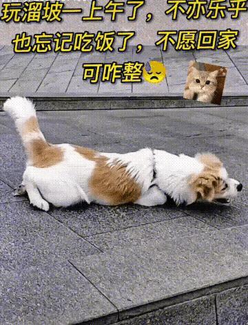 狗子的快乐，人类是理解不了的。