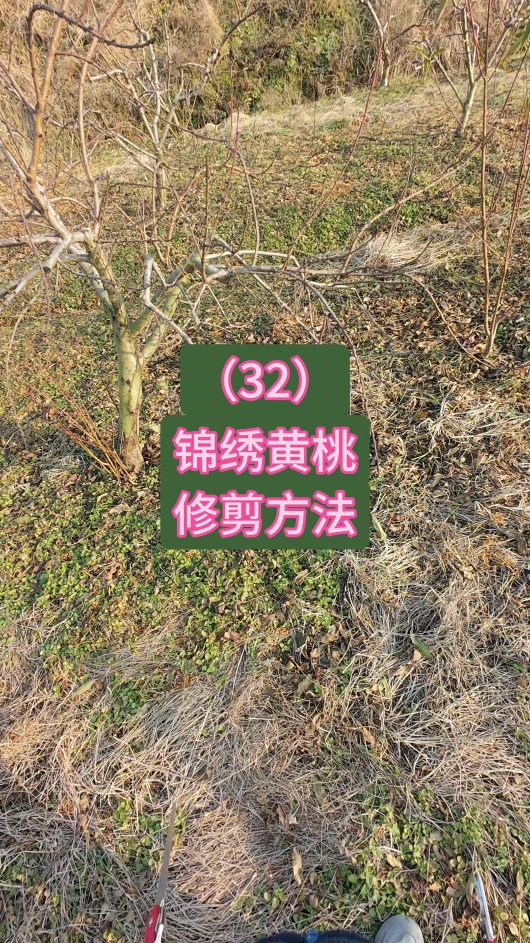 锦绣黄桃树外移枝组怎么剪？👨‍🌾锦绣黄桃树修剪（32）来啦！今天这棵树的枝组