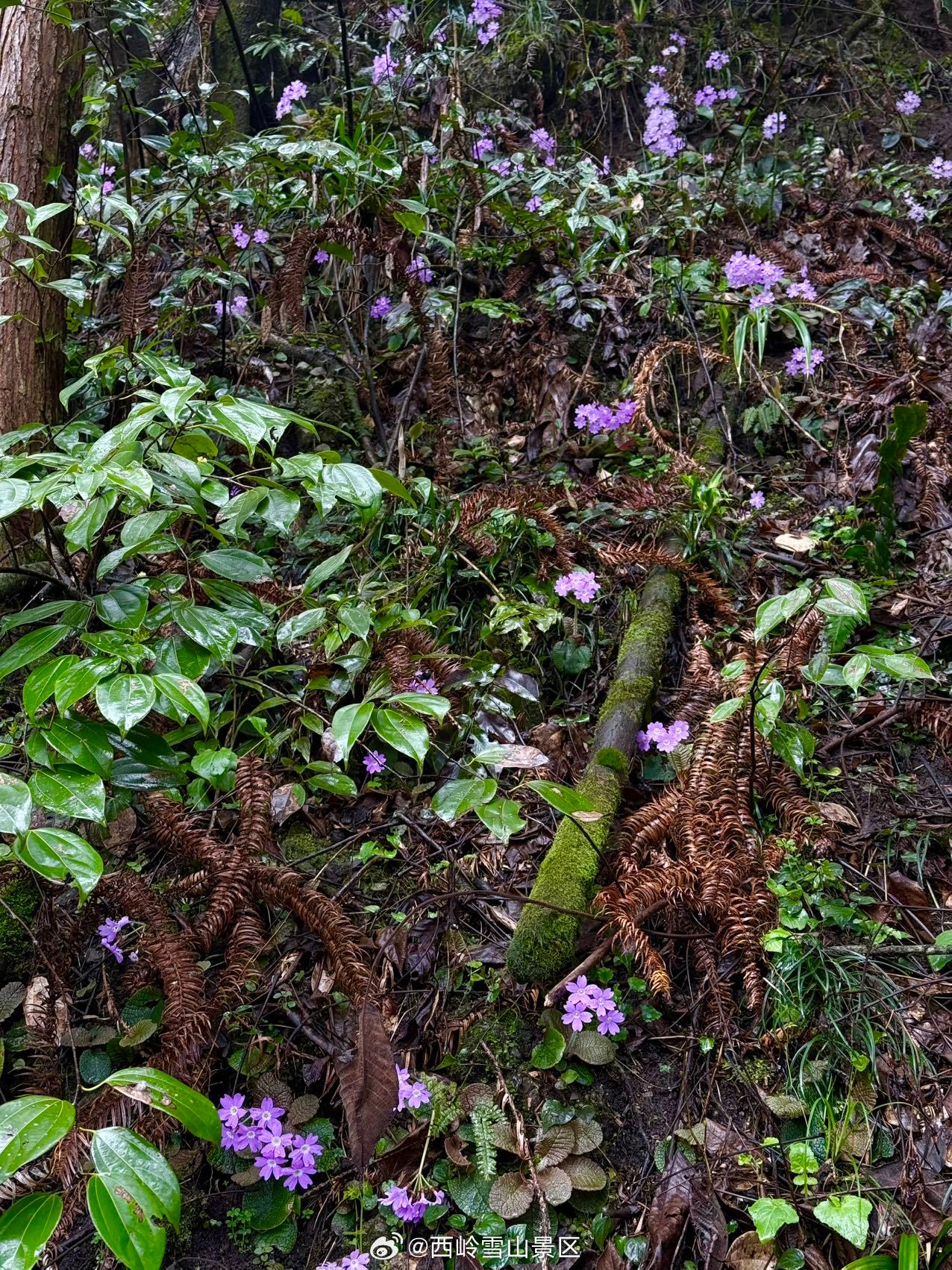 一天拿下西岭雪山两块限量奖牌！亲测高效路线分享🏔✨上午冲后山：人少、奖牌限量，