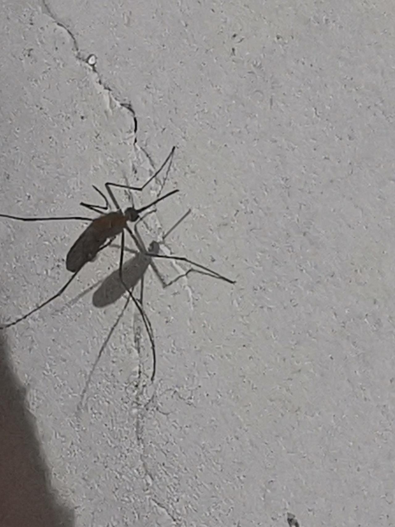 不死的蚊子，它能在逆境中生存，展现出玩强的生命力，只要耐住寒冷就能活着，人们不也