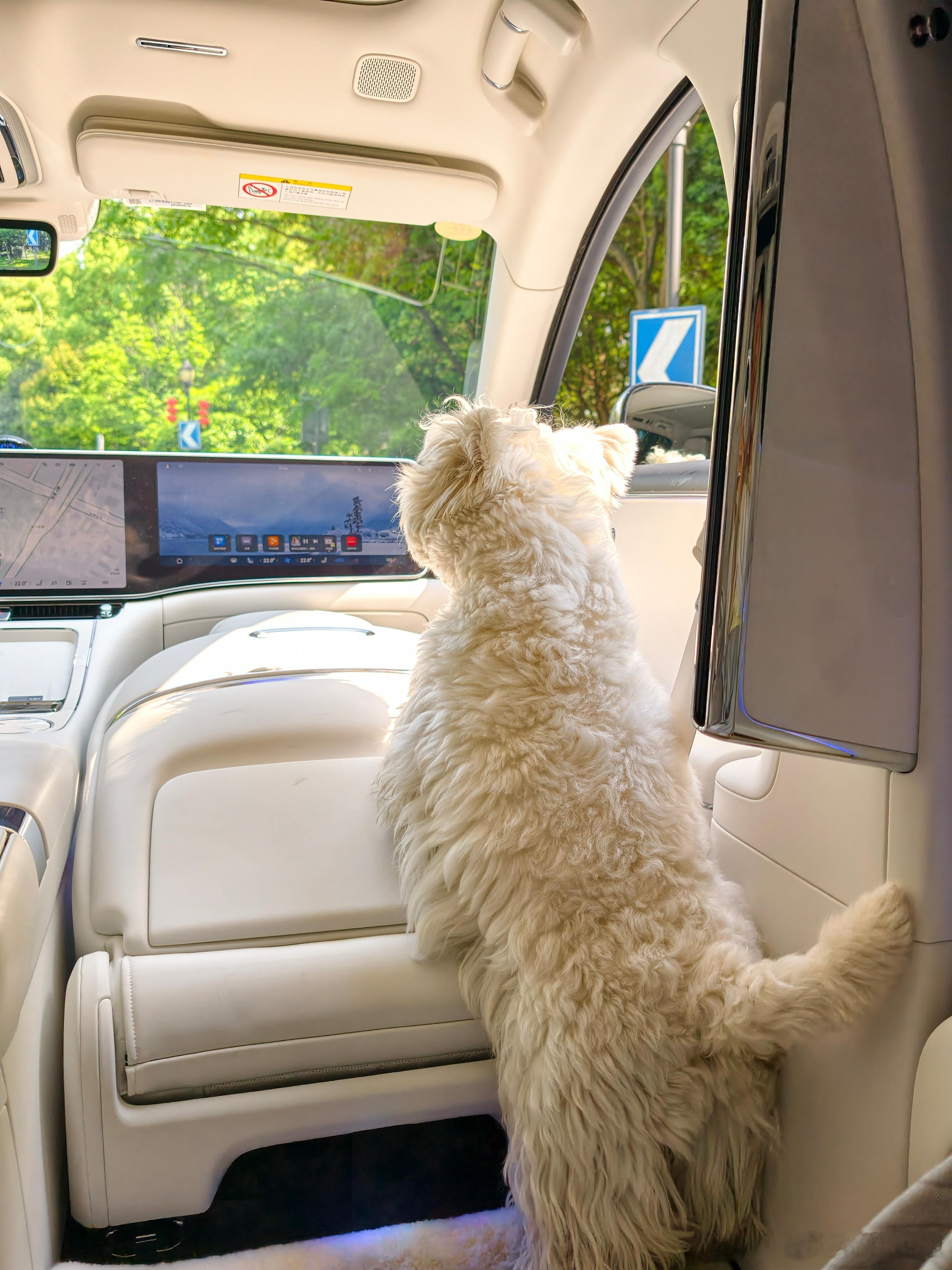 别看它有点脏但也是出门坐尊界的主