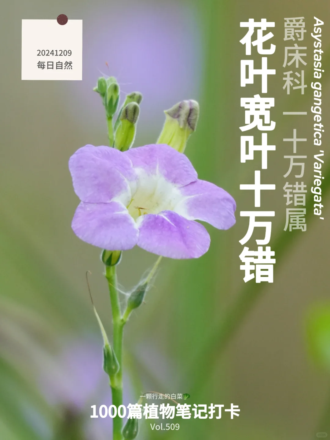 植物笔记509｜千错万错都是我的错