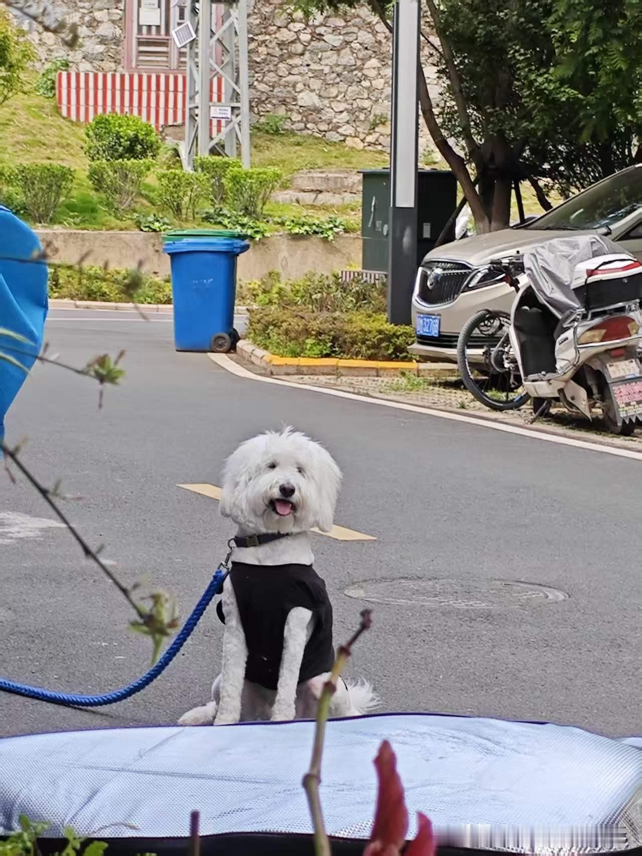 今日街头显眼包
穿上小黑衣，就是整条街最靓的汪