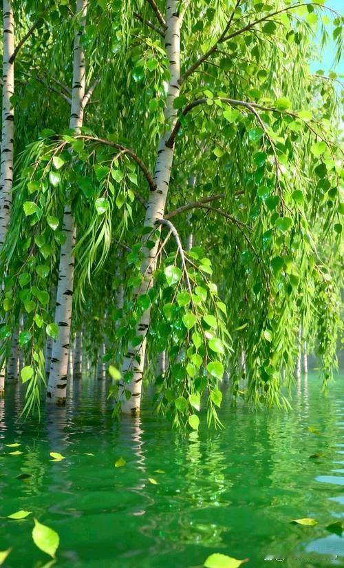 “两个黄鹂鸣翠柳，一行白鹭上青天”出自唐代诗人杜甫的《绝句》。这两句诗描绘了一幅