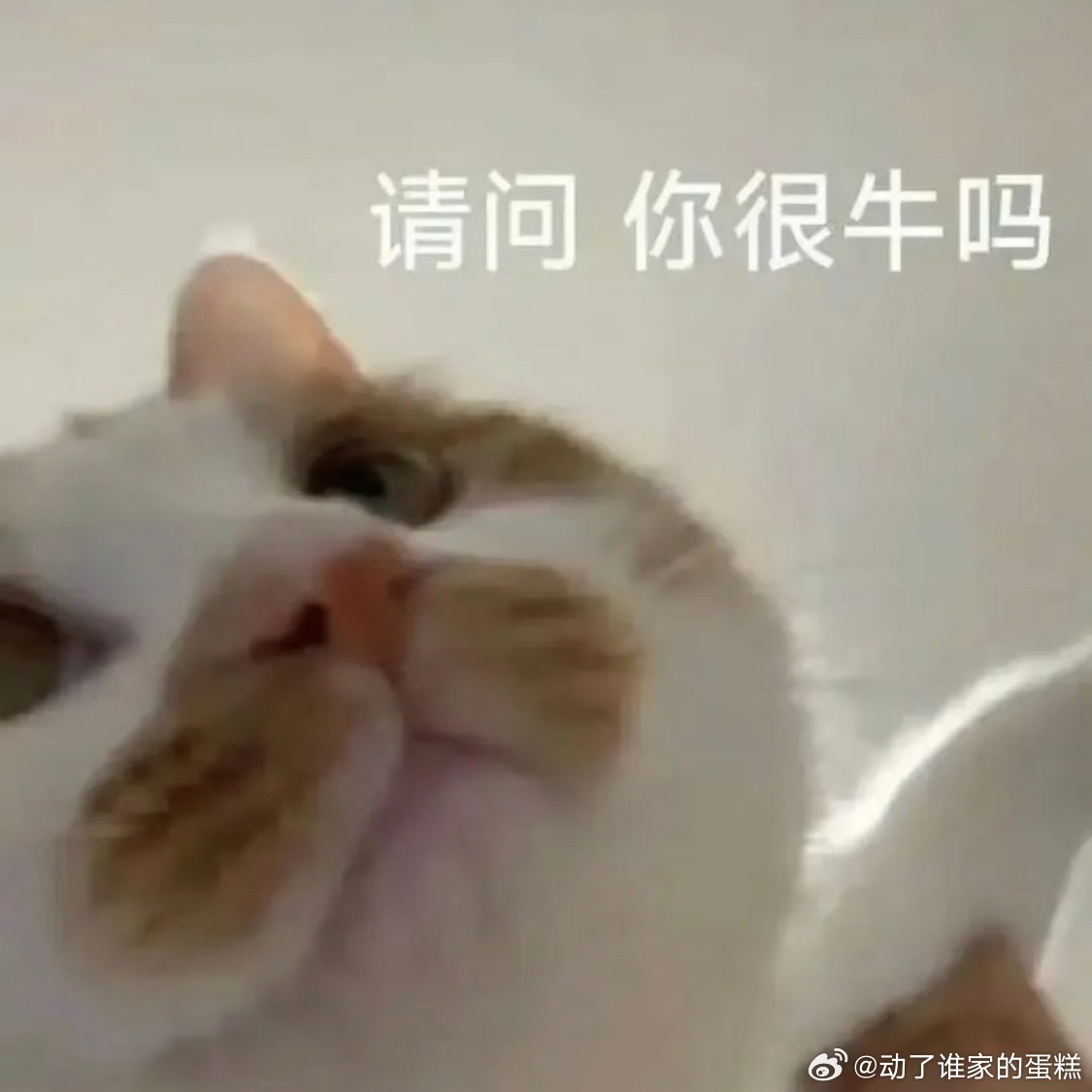 周星驰哭了到底谁该哭啊20年前的情怀不畏台风也点亮你的雷人特效，豆芽苗不值钱别再