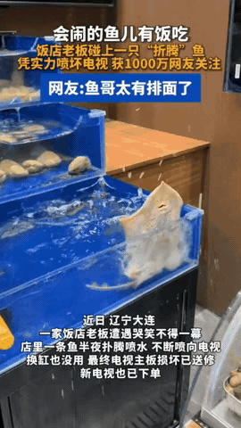 大连饭店的老板鱼天天半夜掀水，

电视都给喷坏了，

它到底图啥？

它不是闹脾