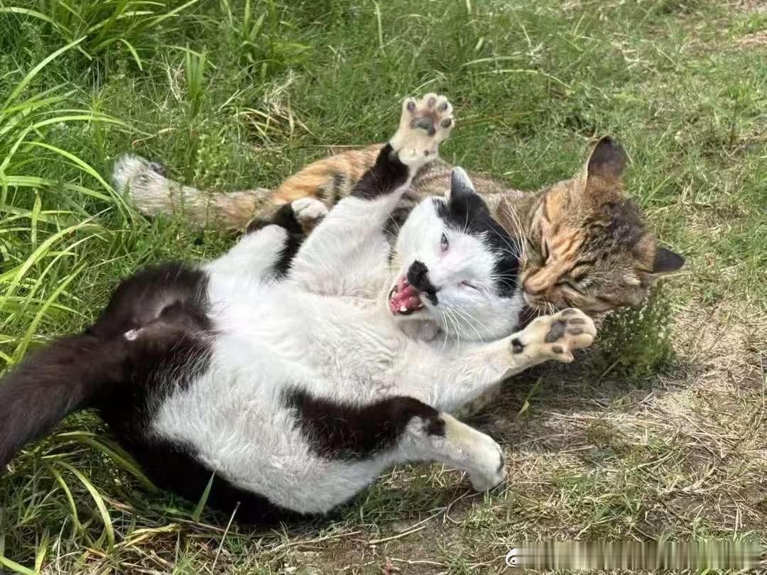 50778【丑猫】二猫嬉戏 