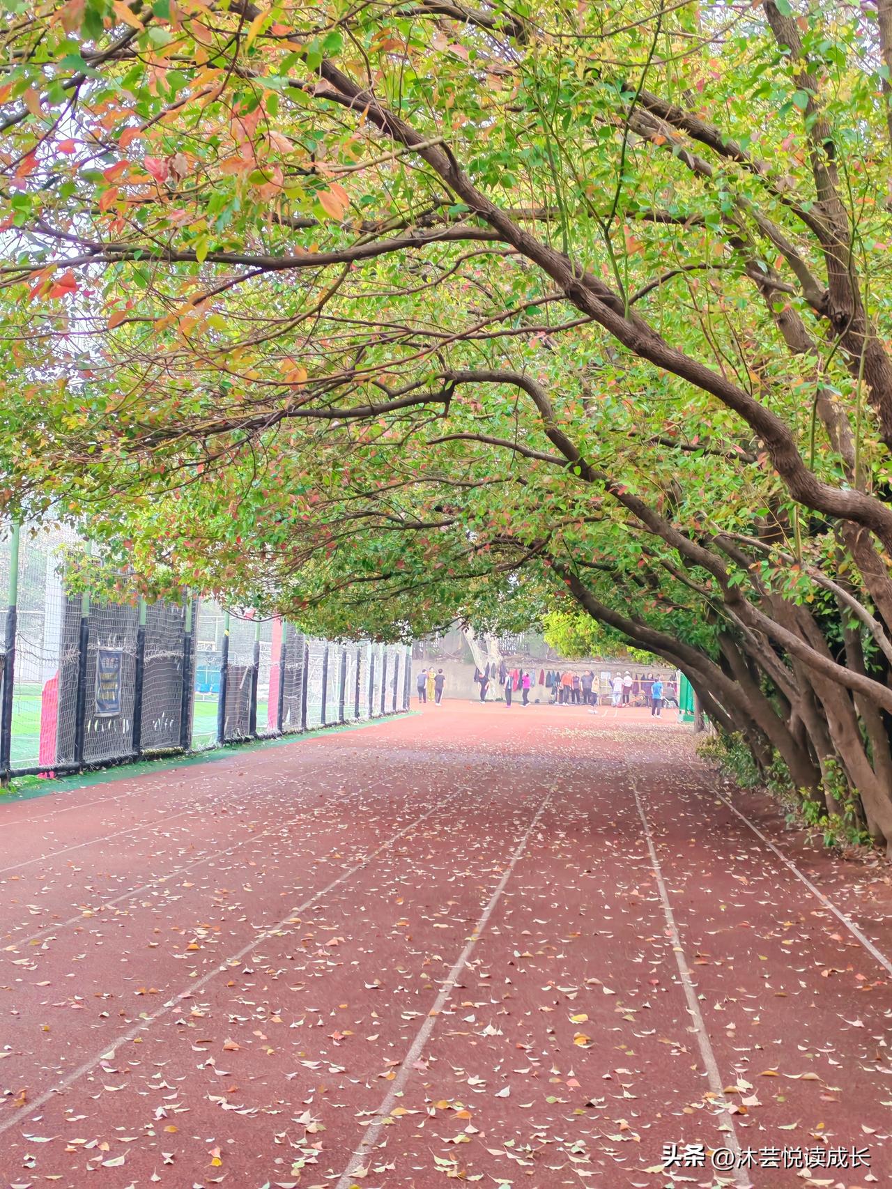 人到中年，我一度陷入两难：
不锻炼，怕三高找上门；
一跑步，又担心膝盖扛不住。