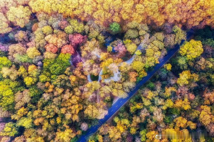 南京生活   南京的中山陵，五彩斑斓的颜色，真美。图源： 毛毛熊Tinybear