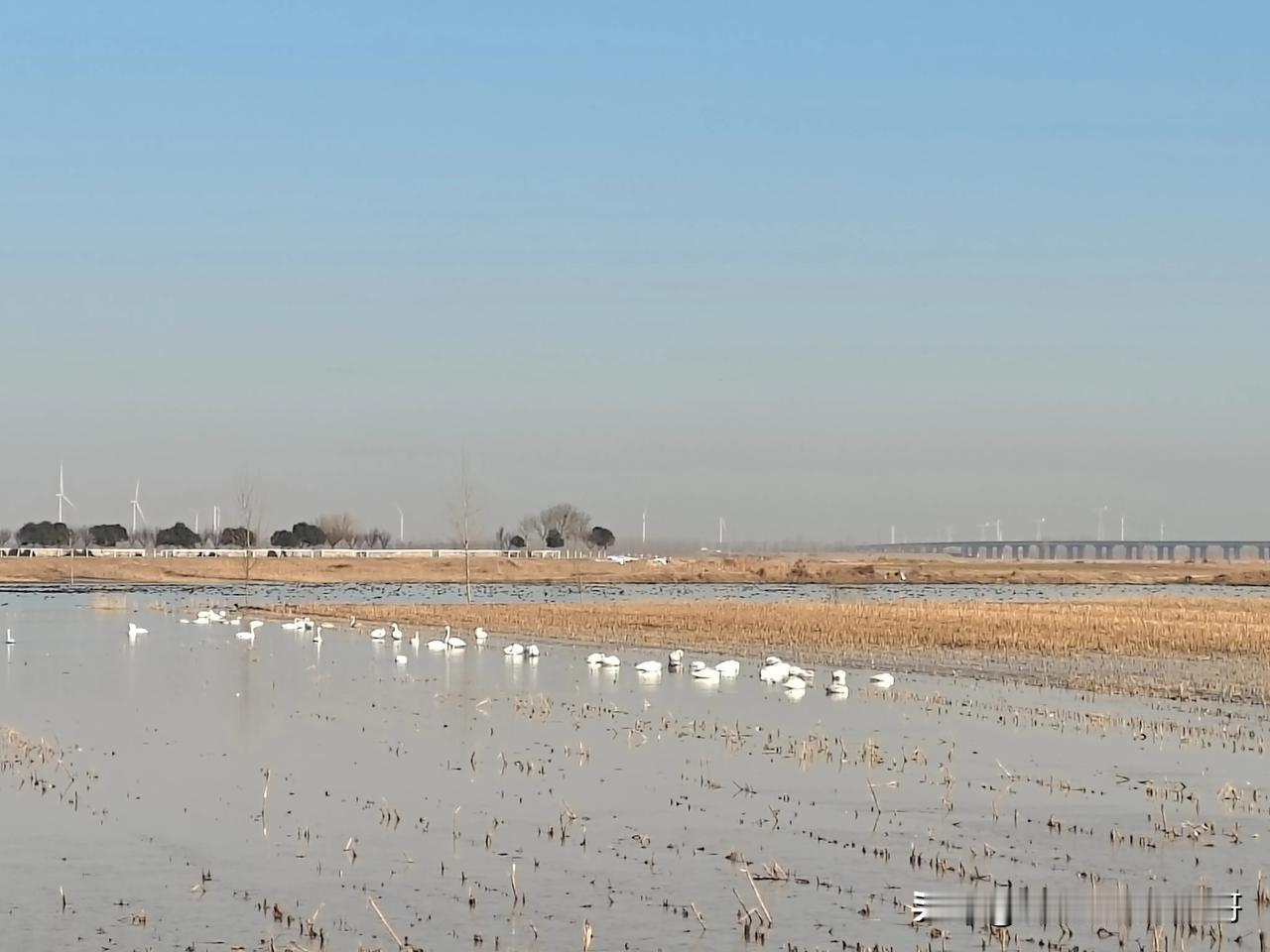 渭南 吃喝玩乐在渭南 渭河玉米湿地看天鹅。
今天在渭河南河堤柳枝北拾村这片玉米湿