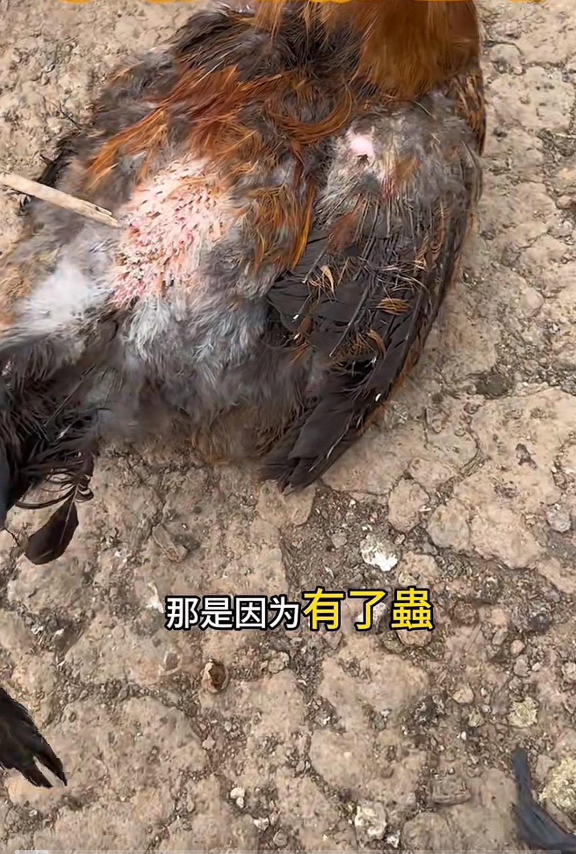 原生态养殖 养鸡