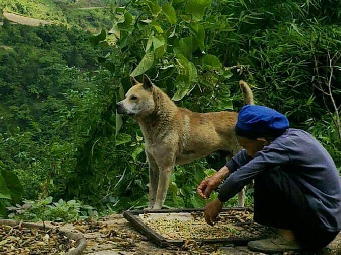山村大黄和老人，中华田园犬最后的坚守！如今，哪怕是在农村地区，也很少能看到这样的