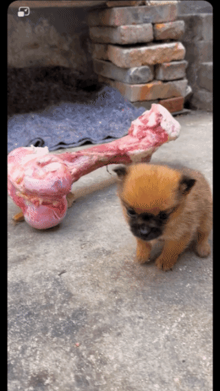 就知道欺负我，
你们是真坏啊！
我承认我是狗，
但你们人连狗都不如啊！
明知道我