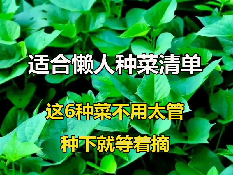 适合懒人种菜清单，这6种菜不用太管