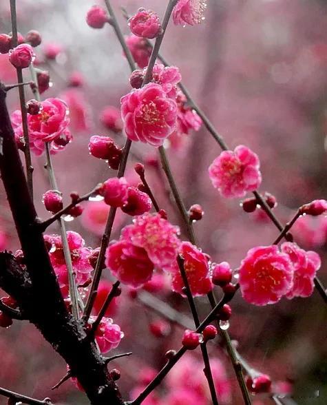 春寒料峭，花开满枝。心静天地宽，无忧岁月安。