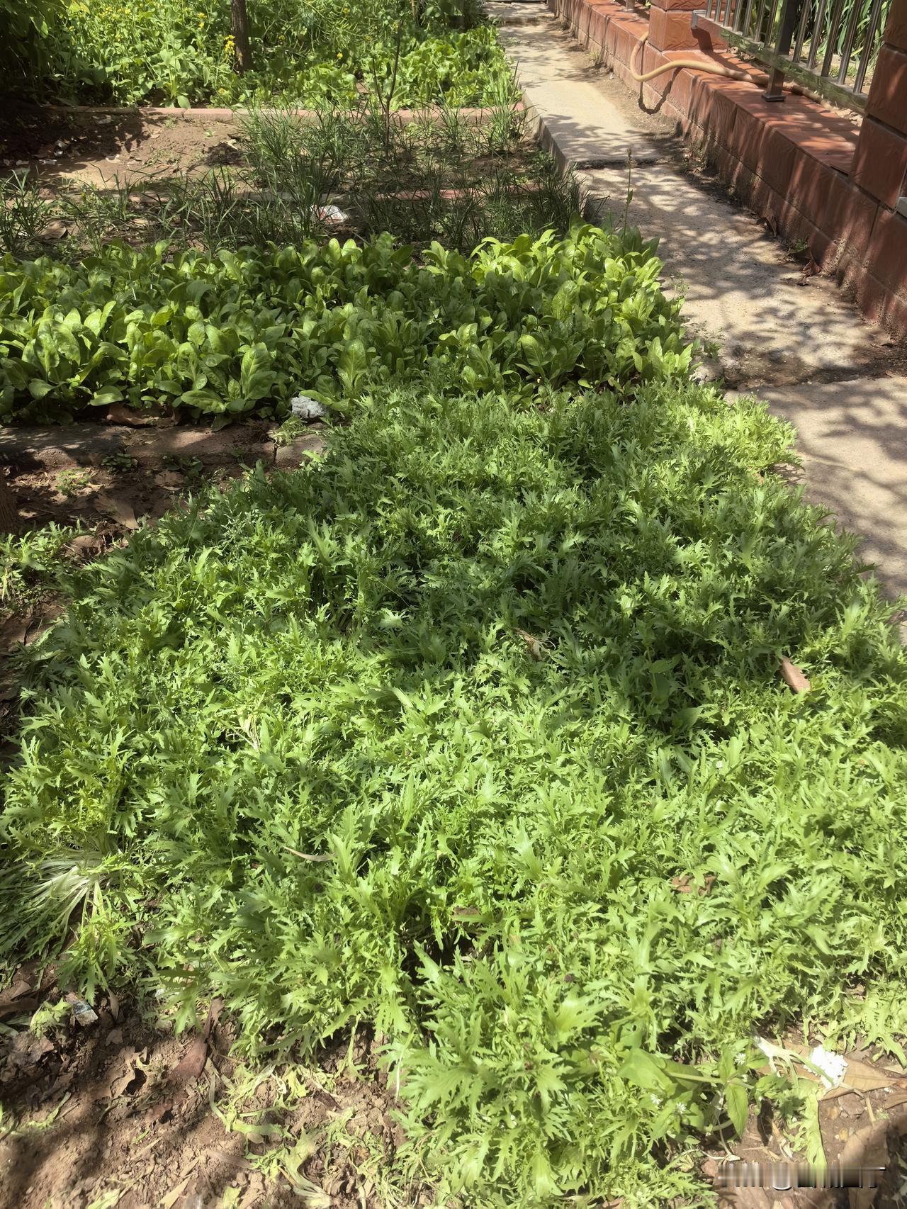 从邻居娟儿的菜园摘完菜往家走时，迎面碰上了那个男邻居，很近，四目相对。

他的眼