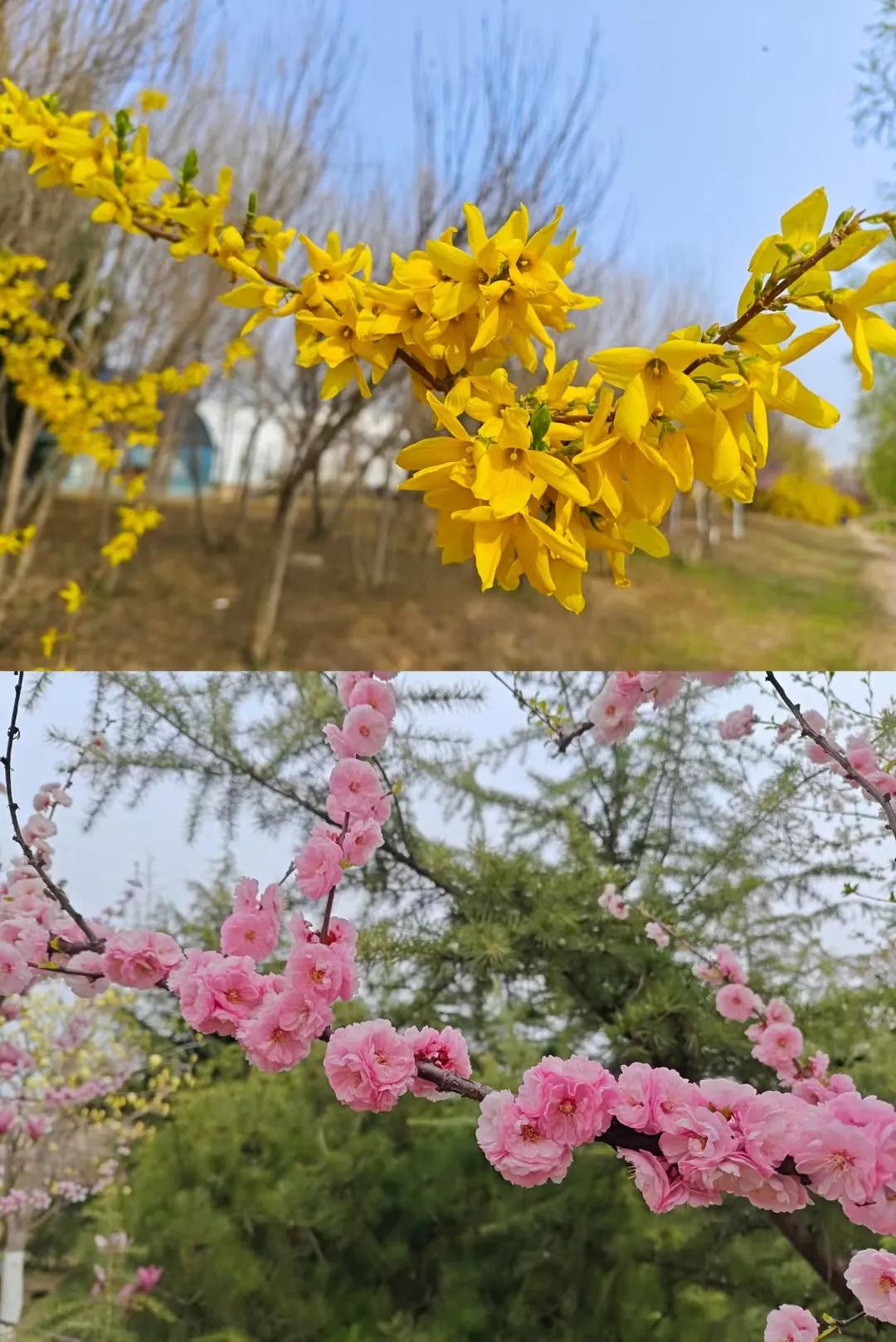分享一下你拍摄的花