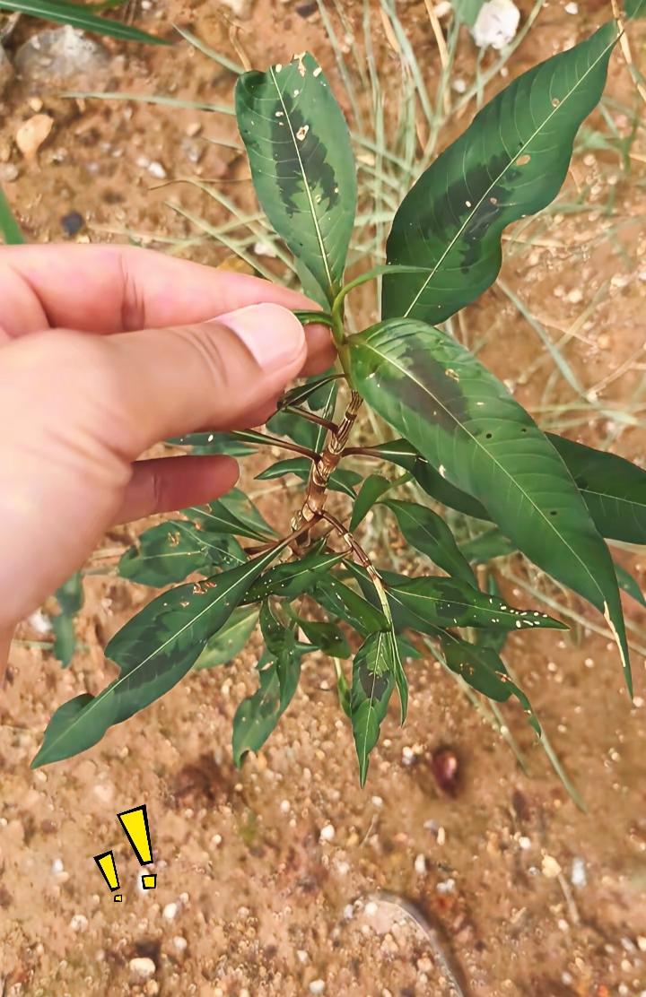 不少农户下地除草时，都会白白丢掉价值很高的野草！
这种植物名叫黑蛇节蓼，常在农田