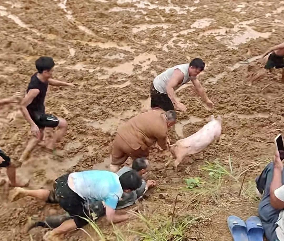 “贵州又整活了”，贵州麻江举行了抓猪比赛，免费就可以参加，抓住猪崽直接带走，抓不