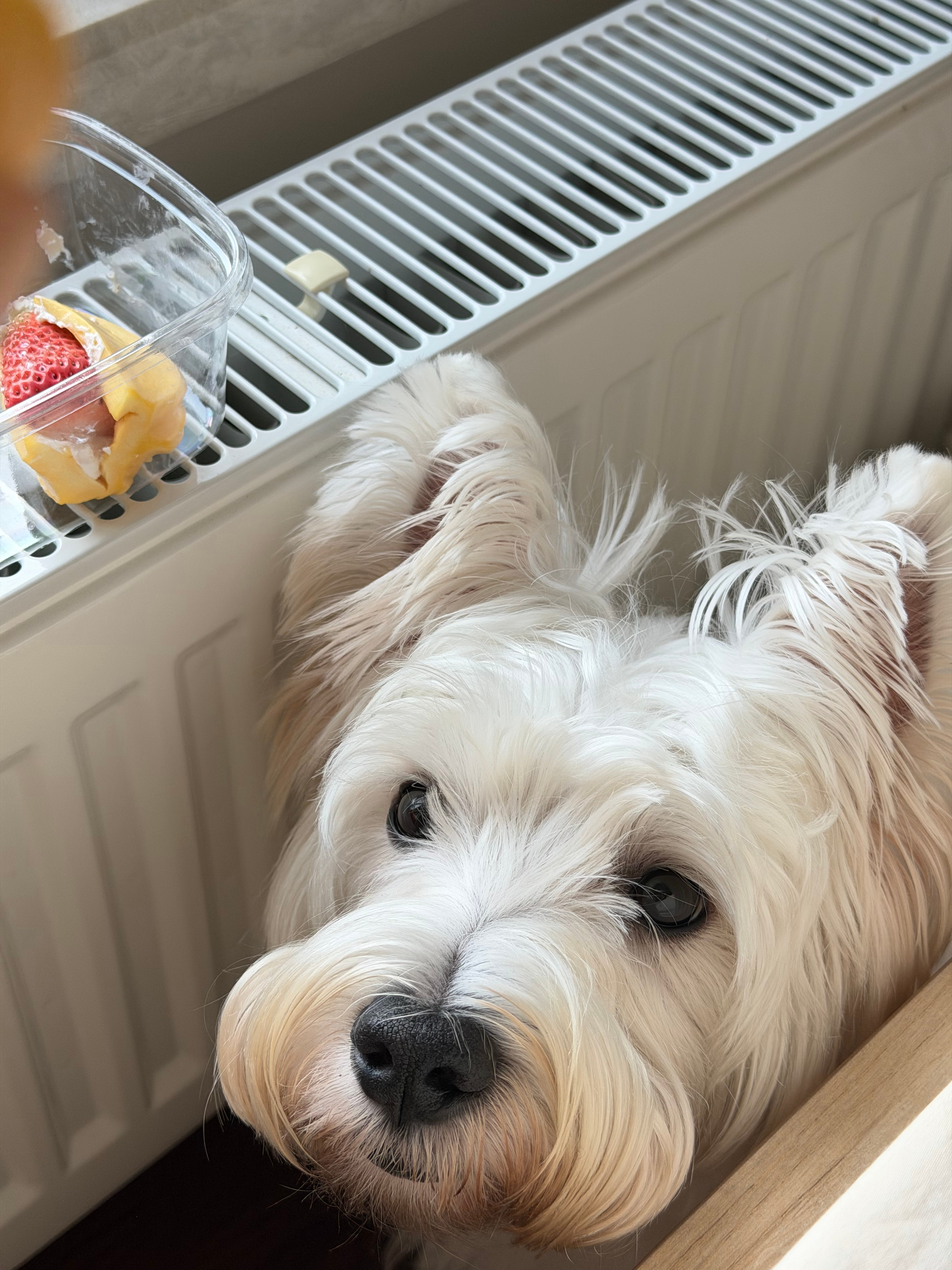 我的下午茶被uu 惦记上了快去试试菠萝蜜抱干噎酸奶草莓 连吃好几天了！很有层次的
