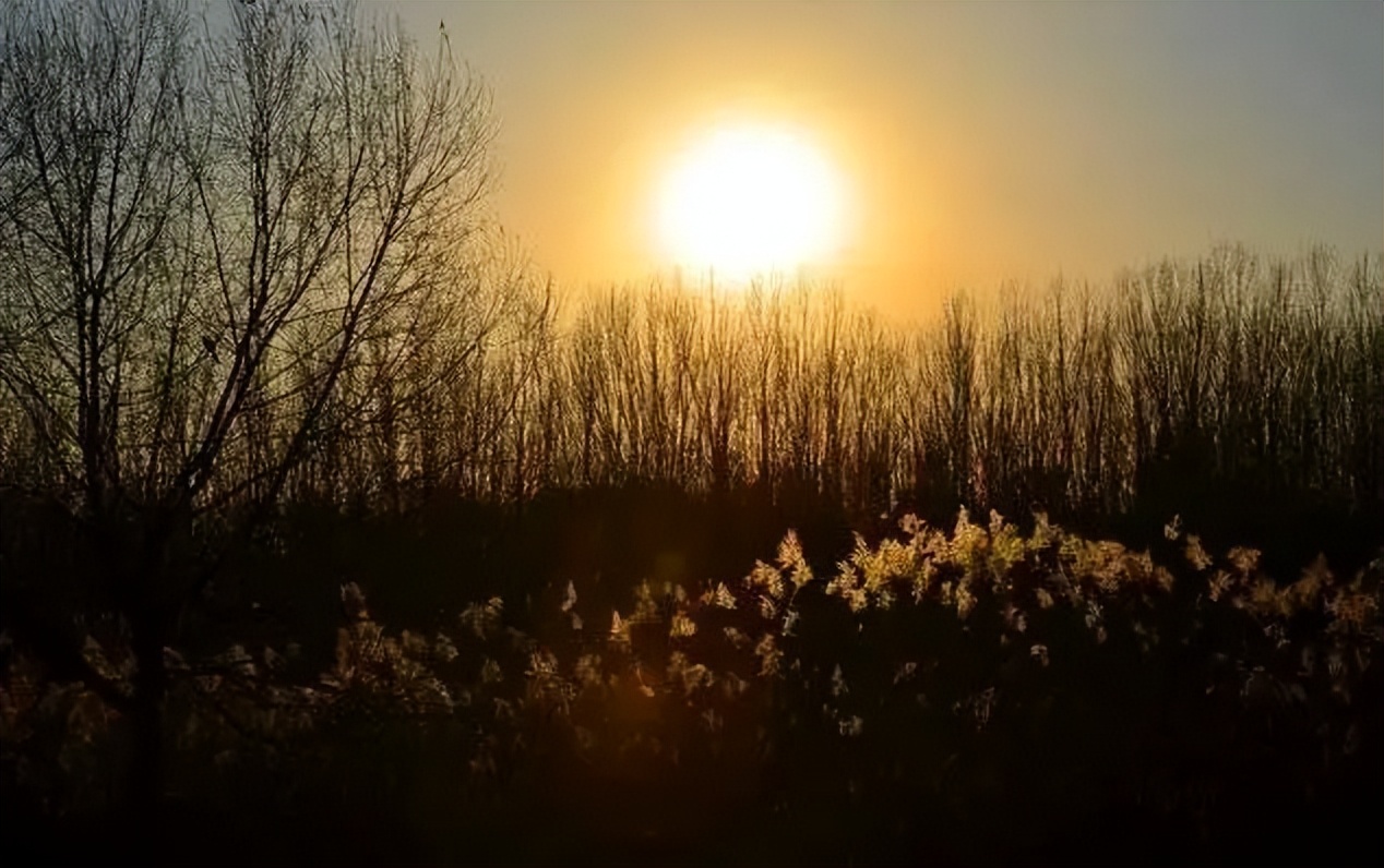初冬，我和芦花有个约会
