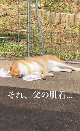 熟悉的味道最赞！日本有只可爱的柴犬「麦酱（Mugi）」，这天它在阳光下舒服的睡觉